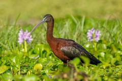 Glossy Ibis photo 3