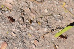 Acromyrmex versicolor