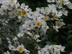 Rosa brunonii