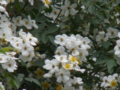 Rosa brunonii