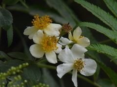 Rosa brunonii