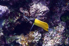 Forcipiger flavissimus