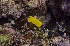 Forcipiger flavissimus