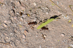 Acromyrmex versicolor