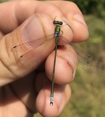 Lestes virens vestalis