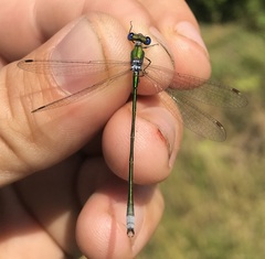 Lestes virens vestalis