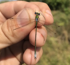 Lestes virens vestalis