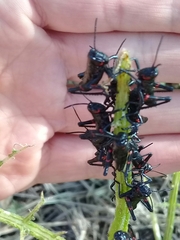 Chromacris speciosa