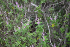 Aloysia macrostachya