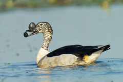 Sarkidiornis melanotos