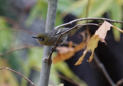 Peucedramus taeniatus
