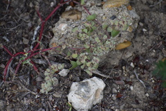 Tidestromia lanuginosa