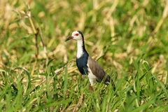 Vanellus crassirostris