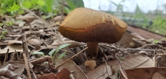 Boletus