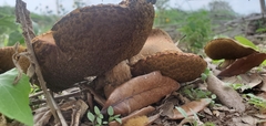 Boletus