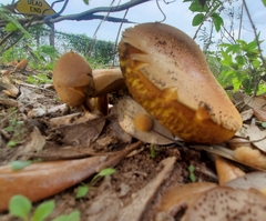 Boletus