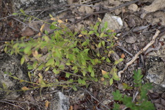 Rhinotropis lindheimeri