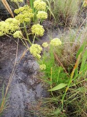 Nanobubon strictum