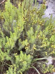 Cyclopia genistoides