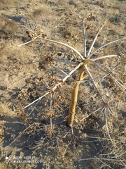 Ferula