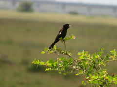 Euplectes albonotatus