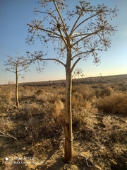 Ferula