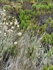 Syncarpha speciosissima