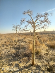 Ferula