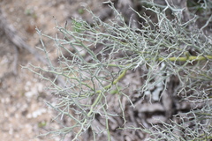 Parkinsonia texana texana