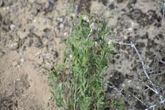 Rhinotropis lindheimeri