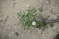 Melampodium cinereum