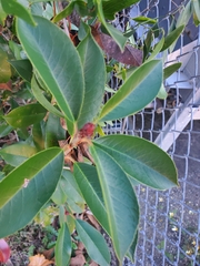 Sapium glandulosum