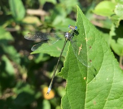 Lestes virens vestalis