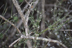 Ephedra antisyphilitica