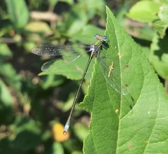 Lestes virens vestalis