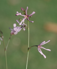 Brachystelma rubellum