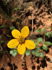 Bidens ostruthioides