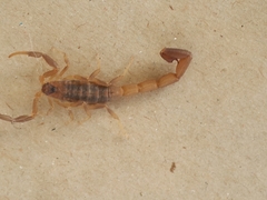 Uroplectes triangulifer
