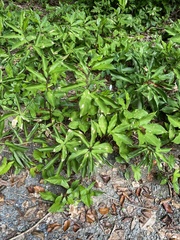Costaceae