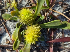 Polygala nana
