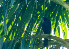 Molothrus oryzivorus