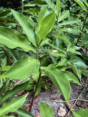 Costaceae