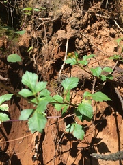 Bidens ostruthioides