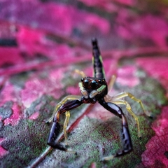 Indopadilla insularis