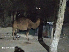 Camelus dromedarius