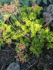 Aeonium spathulatum image