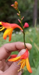 Crocosmia