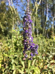 Salvia lavanduloides