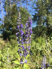 Salvia lavanduloides