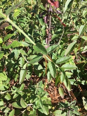 Salvia lavanduloides